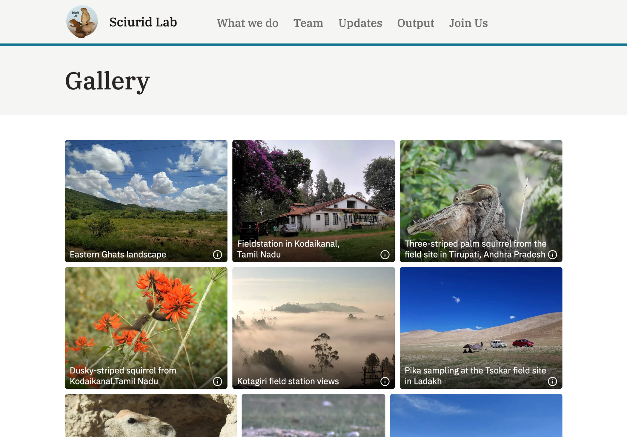 Sciurid Lab Gallery