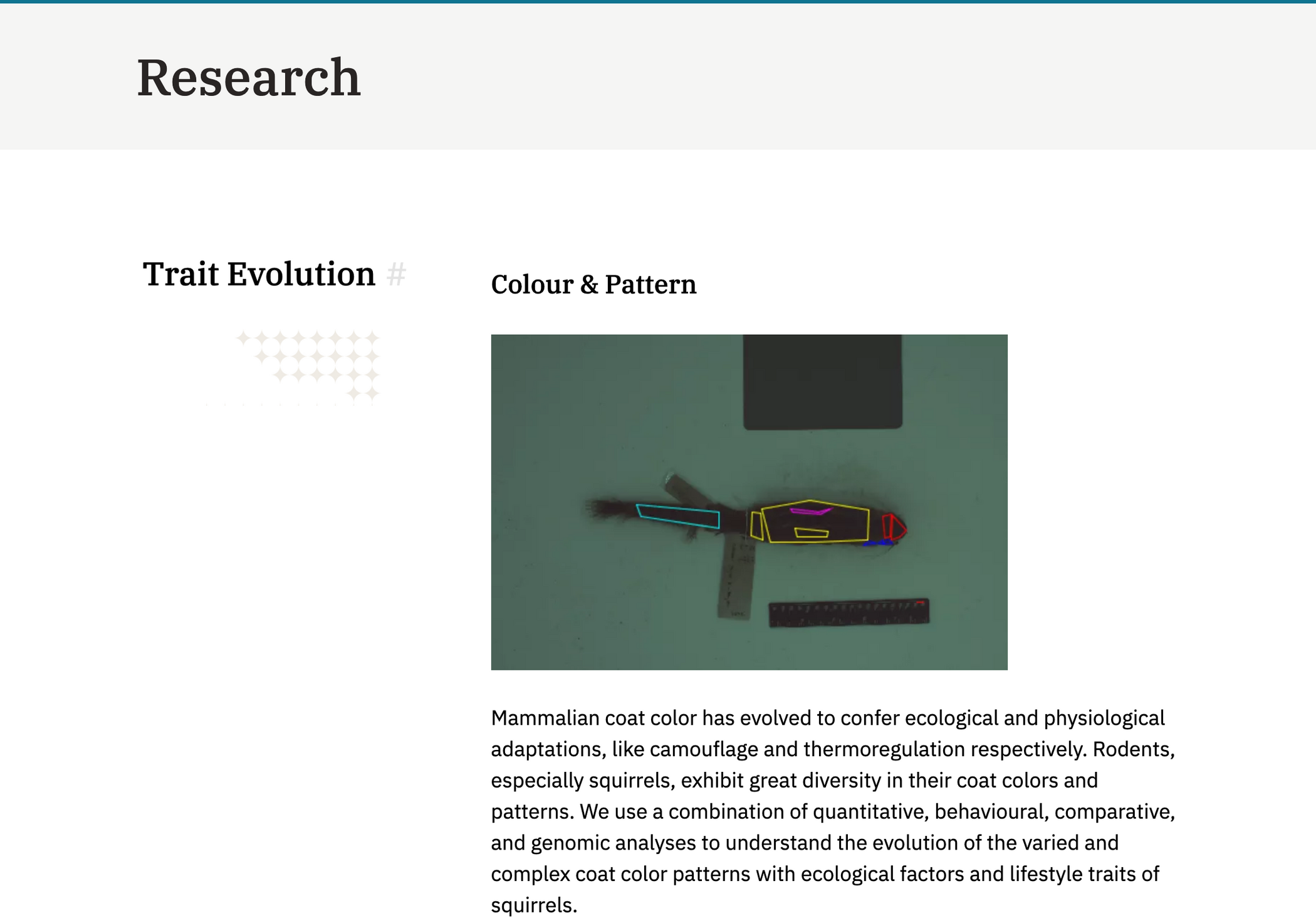Sciurid Lab Research page